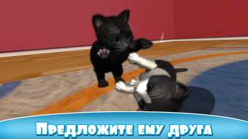 Daily Kitten : виртуальный кот Daily Kitten : виртуальный кот