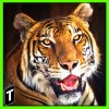 Super Tiger Sim 2017