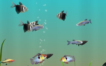 MyLake 3D Aquarium MyLake 3D Aquarium
