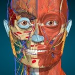 Anatomy Learning
