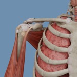 VOKA 3D Анатомия человека - иконка